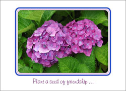 Hydrangea_Bouquet.jpg