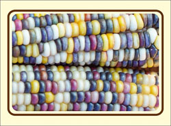 Thanksgiving_Corn.jpg