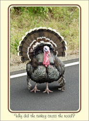 Thanksgiving_Turkey.jpg