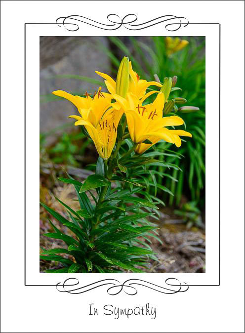 Yellow_Lily_Sympathy.jpg