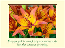 Orange_Lily_Sympathy_Singular.jpg