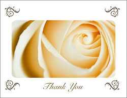 Cream_Rose_Thank_You.jpg