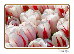 Red_White_Tulip_Thanks.jpg